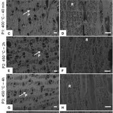 Image result for Bobgunnia madagascariensis