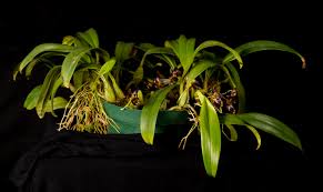 Image result for Bulbophyllum stolzii
