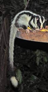 You Searched For Label Weird Featured Creature Australia Animals Unusual Animals Australian Animals