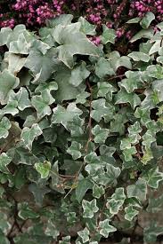 Image result for Hedera