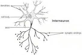 An interneuron (also called relay neuron, association neuron, connector neuron or local circuit neuron) is a neuron that forms a connection between other neurons. Relay Neuron The School Of Biomedical Sciences Wiki