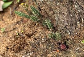 Image result for Duvalia polita