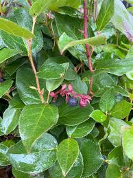 Image result for Salacia chlorantha