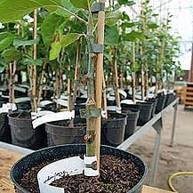 The heritage fruit tree company is helping to save our fruit tree heritage. Grow Grafting Service Brogdale Online