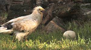 Flying up to 640 km per day, it can travel 5000 km when migrating between its european breeding sites and its wintering grounds at. Egyptian Vultures Youtube
