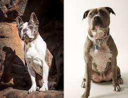 Maybe you would like to learn more about one of these? Boston Pit Pitbull Boston Terrier Mix Info Pictures Facts