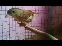 Burung ciblek merupakan salah satu jenis burung perkicau dengan body kecil seperti burung pleci. Burung Flamboyan Ngekek Rapat Panjang Masteran Terbaik Youtube