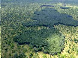 Image result for Chazaliella abrupta