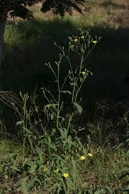 Image result for Launaea cornuta