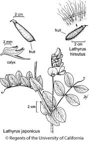 Image result for Lathyrus hirsutus