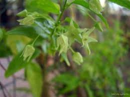 Image result for Riocreuxia