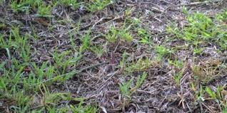 The company aims to provide its customers with personalized service, so pricing will vary. A Destroyer Of St Augustine Grass Chinch Bugs Trad S Pest Control