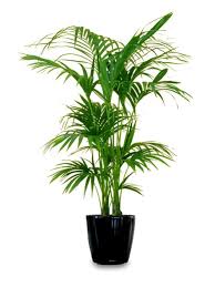 Sono piante che si adattano facilmente all'ambiente interno, a qualsiasi posizione e condizione di luce. Piante Da Appartamento Con Foglie Grandi