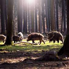 Why Is Everyone Talking About 30 50 Feral Hogs Feral Pig Hog Dumb Meme