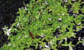 Image result for Wolffiella