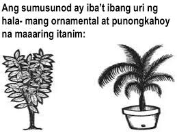 30 Trends Ideas Halamang Ornamental Drawing Easy Armelle Jewellery Answers ✅✅ sun flower o sumpagita at yung peke na flower halimbawa ng halamang ornamental n mahirap palaguin. 30 trends ideas halamang ornamental