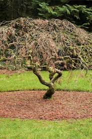 See more ideas about tree nursery, seedlings, trees,honey tree nursery, the honey tree nursery, canada, the honey tree. How To Successfully Plant And Grow Dwarf Japanese Maple Trees