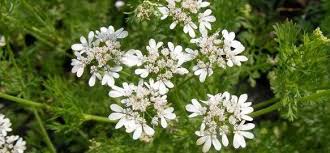 Image result for Coriandrum