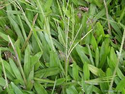 Image result for Axonopus flexuosus