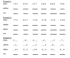 Differences in translation between prokaryotes and eukaryotes. Practicing Dna Transcription And Translation For The Chegg Com