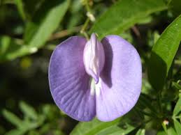 Image result for Centrosema