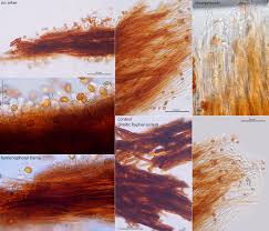 Image result for Phellinus rimosus