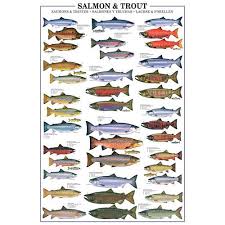 Salmon And Trout Species Identification Large Poster 17 95