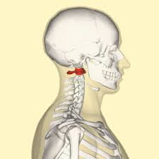 The hyoid bone is not really a part of the head but is included in the bones of the head by many. Atlas Physiopedia