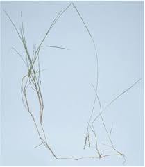 Image result for Alloteropsis angusta