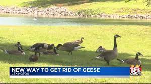Swap scarecrows and other visual deterrents from now that you already know everything about waterfowl's behavior and how to stop geese from pooping in yard, i will tell you about three of the most effective. New Way To Get Rid Of Geese Youtube