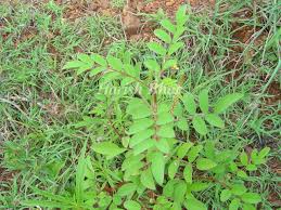 Image result for Indigofera astragalina