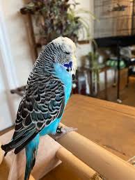 Budgerigars make great pets , conventionally if you asked budgies talk back how many times have you called rover over, only to be disappointed with his lack of vocal interaction? The Costs Of A Budgie Please Read Comments Budgies