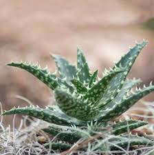 Check spelling or type a new query. Aloe Costa Farms