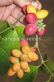 Image result for Gnetum