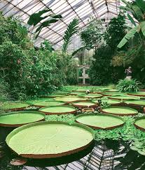 Visitscotland On Instagram The Royal Botanic Garden Edinburgh The Perfect Place To Find Pea Botanic Gardens Edinburgh Botanical Gardens Greenhouse Gardening