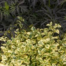 Check spelling or type a new query. Images For Gold Splash Wintercreeper Euonymus Fortunei Proven Winners
