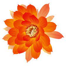 Png Orange Flowers Rose Flower Png Flower Png Images Orange Flowers