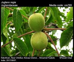 Image result for Juglandaceae