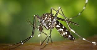 The west nile virus has been detected in both ohio and indiana mosquitoes for the first time this year. Erste Humaninfektion Mit West Nil Virus In Deutschland Wir Sind Tierarzt De