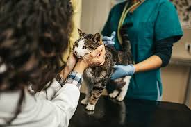 Cat heartworm is a preventable disease. Heartworm Preventatives For Cats In Oak Park Companion Animal Hospital Of Oak Park