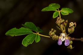 Image result for Vitex ferruginea