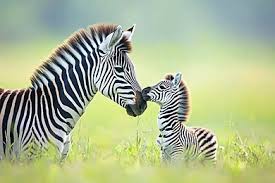 Fond Une Mère Zèbre Et Son Petit Se ...