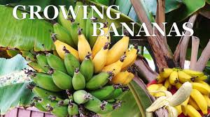 The average manzano banana is about four inches long, stocky and with a pale yellow peel that blackens as it ripens. Three Year Bananas Growing Dwarf Banana Trees In Your Garden Youtube