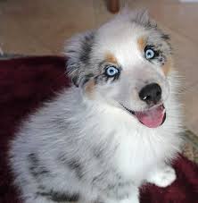 We did not find results for: Mini Pomeranian For Sale Australia Novocom Top