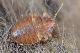 Image result for Cimex Lectularius L