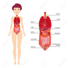 This diagram depicts internal female anatomy pictures with parts and labels. Female Human Anatomy Internal Organs Diagram Physiology Structure Royalty Free Cliparts Vectors And Stock Illustration Image 125519103
