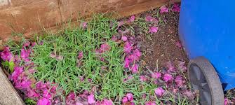 Image result for Moorochloa eruciformis