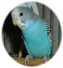 オウム（鸚鵡、鸚䳇）は、オウム目オウム科に属する21種の鳥の総称である。インコ科(psittacidae, true parrots)、ミヤマオウム科、ニュージーランド産の大型のインコ)とともにオウム目 (psittaciformes) を構成する。現存するオウム目の系統の多くは、さまざまな面で解明されていない。 ã‚ªã‚¦ãƒ ç—…ã«ã¤ã„ã¦