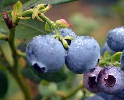 Blueberry Seeds Non Gmo Open Pollinated Heirloom For Etsy