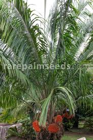 Image result for Elaeis